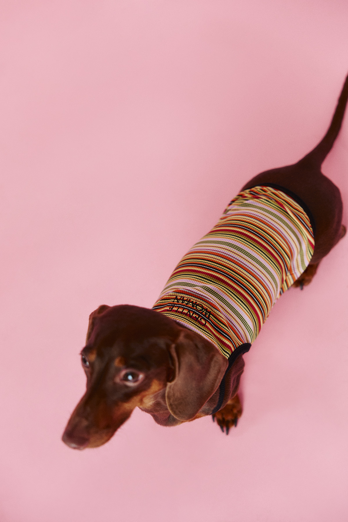 Harvest Stripe Dog Top by GENTLEWOMAN
