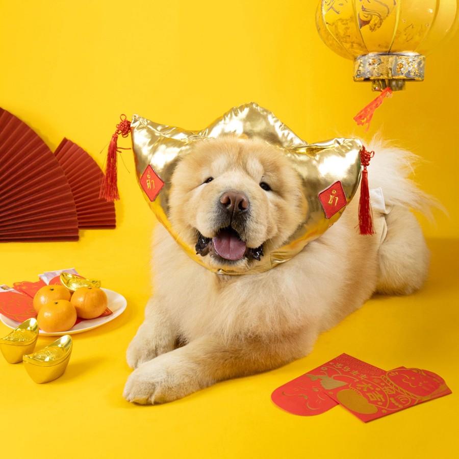 Chinese New Year Gold Ingot Dog Costume by Clawset